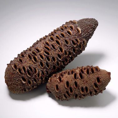 Banksia Pods Large
