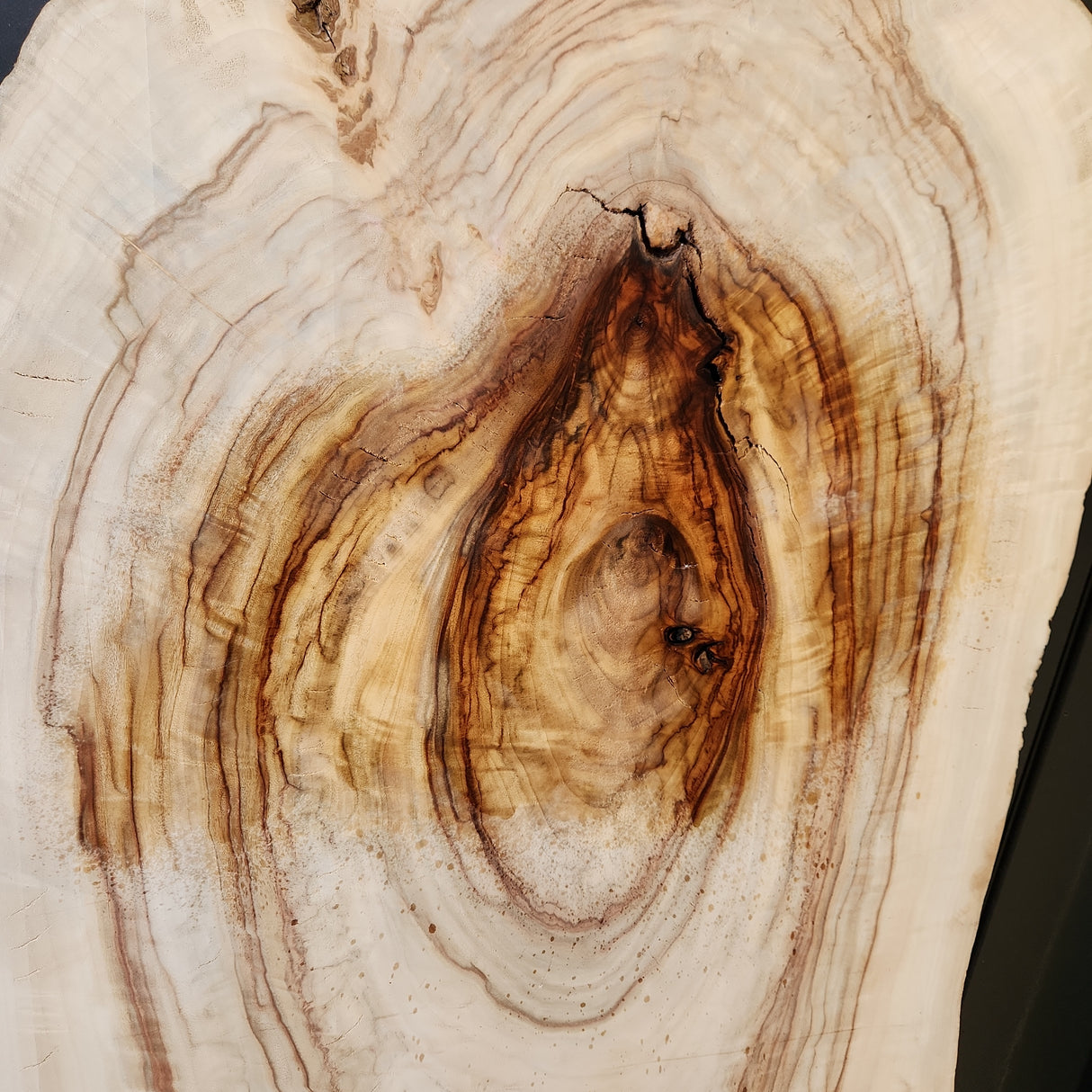 Camphor Laurel Slab 307