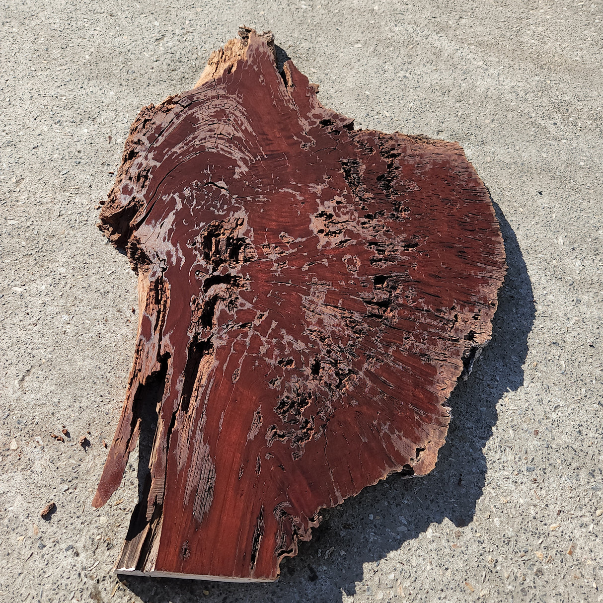 Jarrah Burl Slice 161