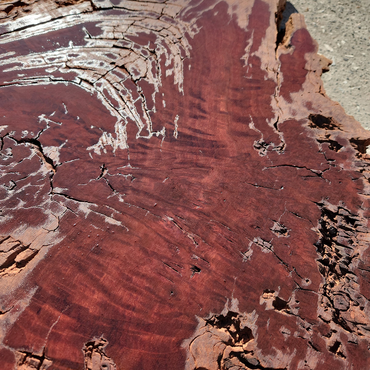 Jarrah Burl Slice 161