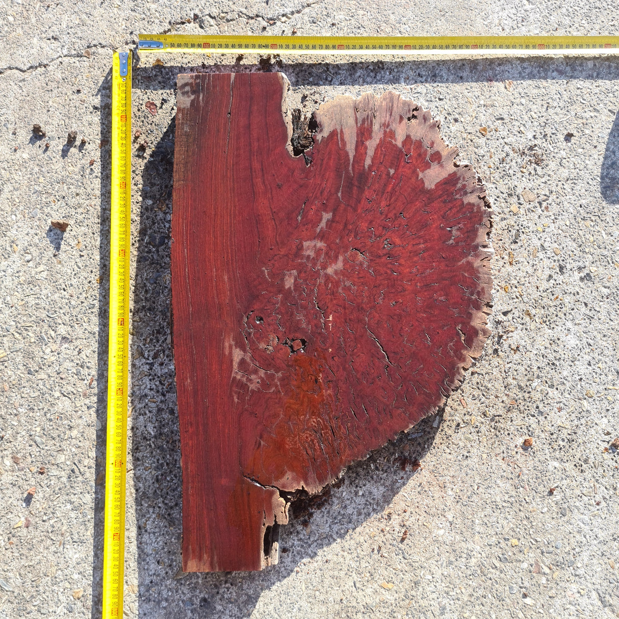 Jarrah Burl Slice 146