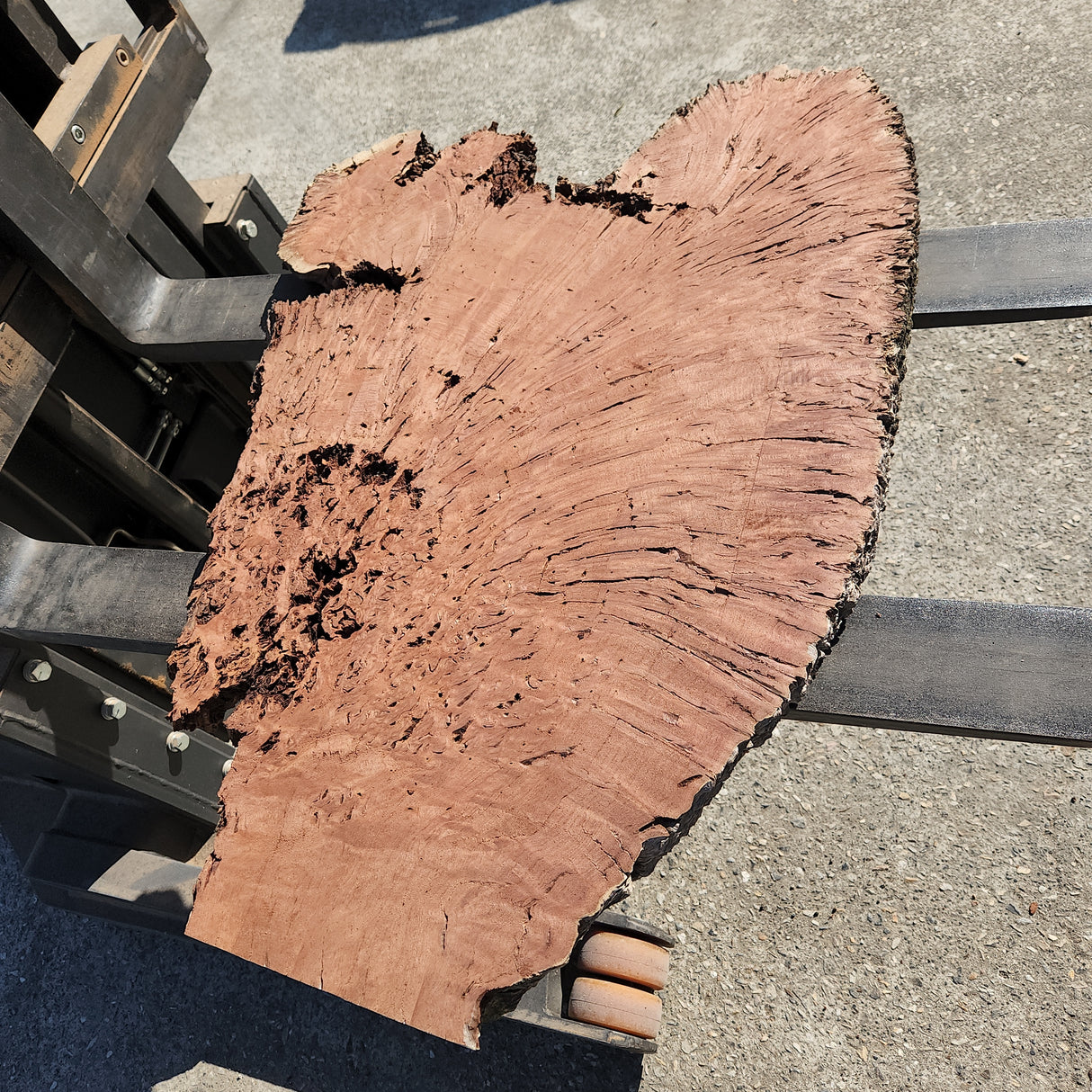 Jarrah Burl Slice 164