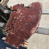 Jarrah Burl Slice 164